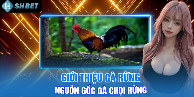 Giới Thiệu Gà Rừng Nguồn Gốc Gà Chọi Rừng