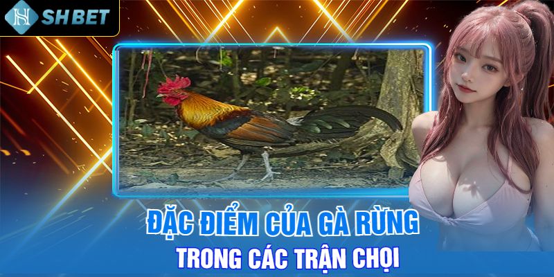 Đặc Điểm Của Gà Rừng Trong Các Trận Chọi