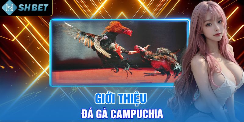 Giới Thiệu Đá Gà Campunchia