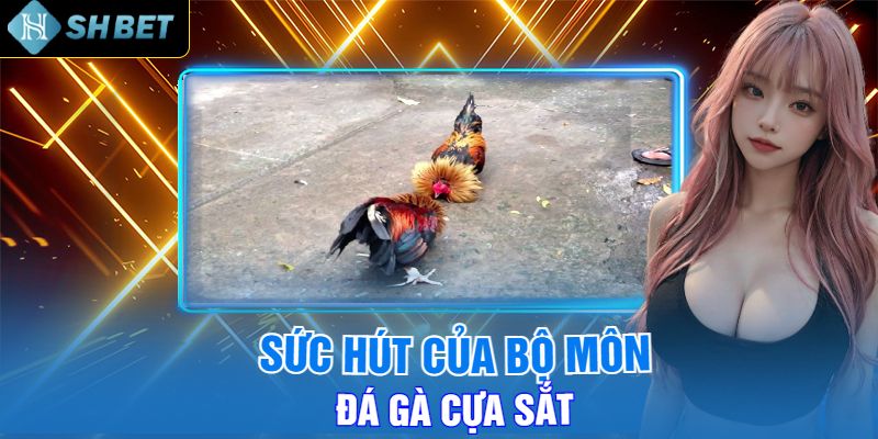 Sức Hút của Đá Gà Bằng Cựa Sắt