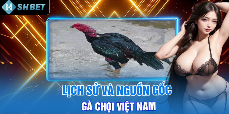 Lịch Sử và Nguồn Gốc Của Gà Chọi Việt Nam