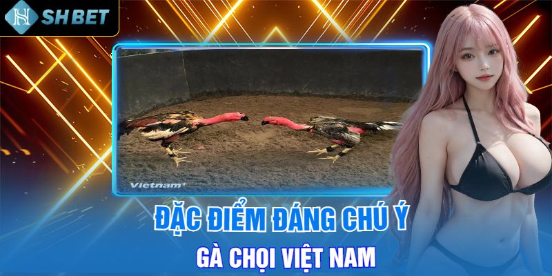 Đặc Điểm Của Gà Chọi Việt Nam