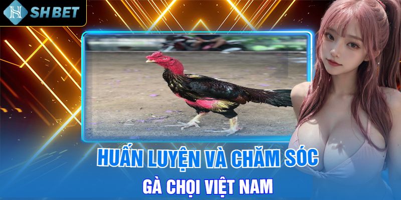 Huấn Luyện và Chăm Sóc Gà Chọi Việt Nam